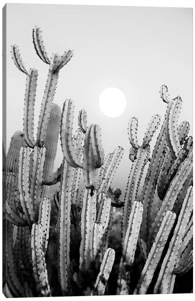 Black Arizona Series - Cactus Sunset Canvas Art Print - All Black Collection