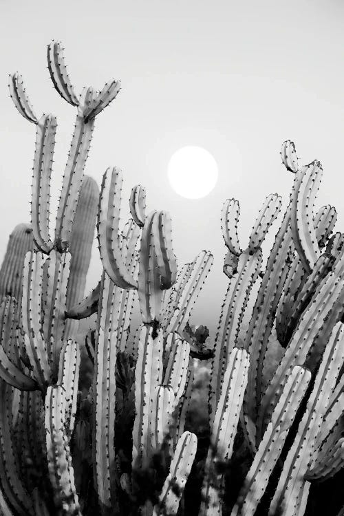 Cactus Sunset