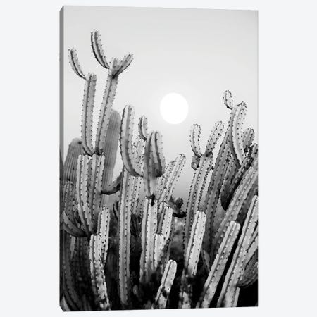 Black Arizona Series - Cactus Sunset Canvas Print #PHD1673} by Philippe Hugonnard Canvas Art