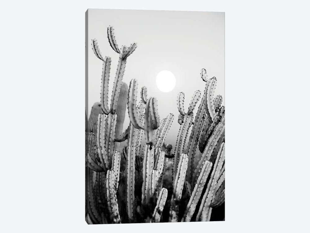 Black Arizona Series - Cactus Sunset by Philippe Hugonnard 1-piece Canvas Art