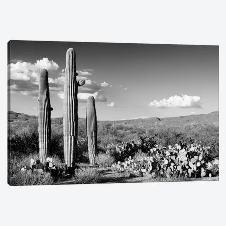 Black Arizona Series - Three Saguaro Cactus Canvas Print #PHD1677} by Philippe Hugonnard Art Print