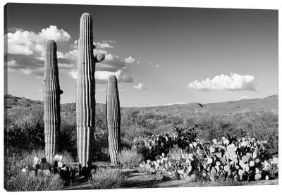 Black Arizona Series - Three Saguaro Cactus Canvas Art Print - Saguaro National Park Art