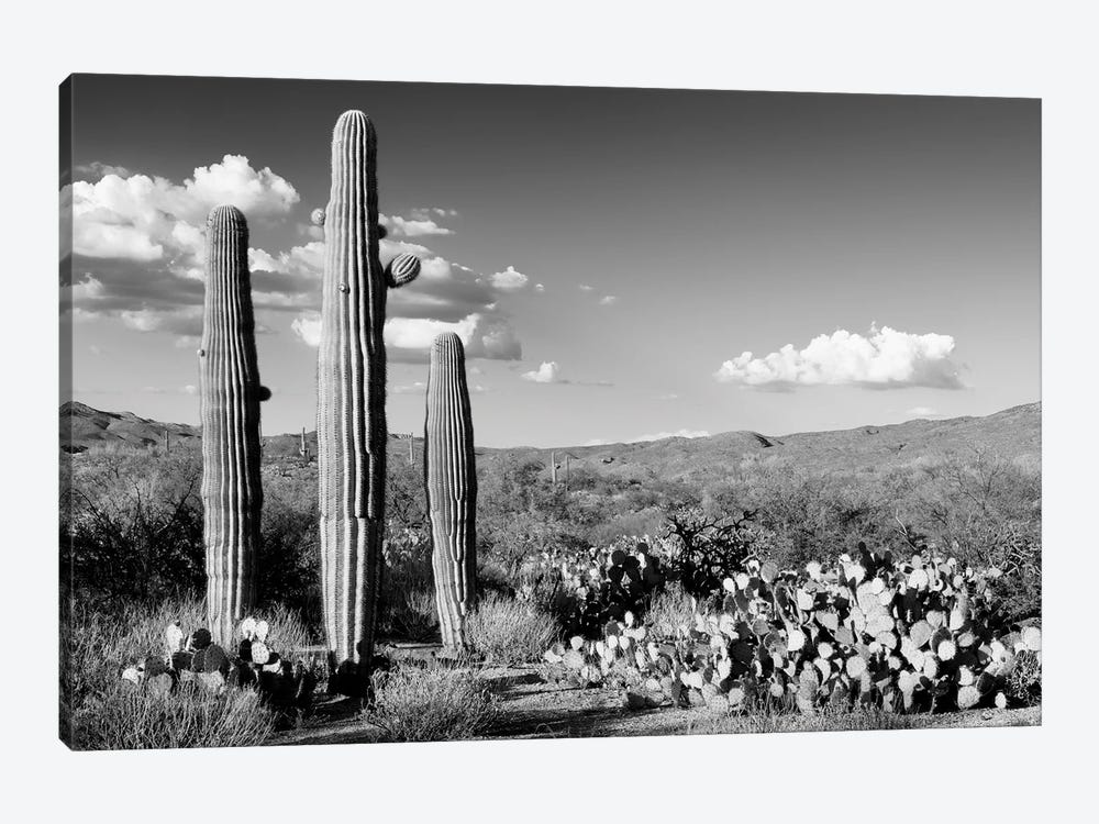 Black Arizona Series - Three Saguaro Cactus by Philippe Hugonnard 1-piece Canvas Art