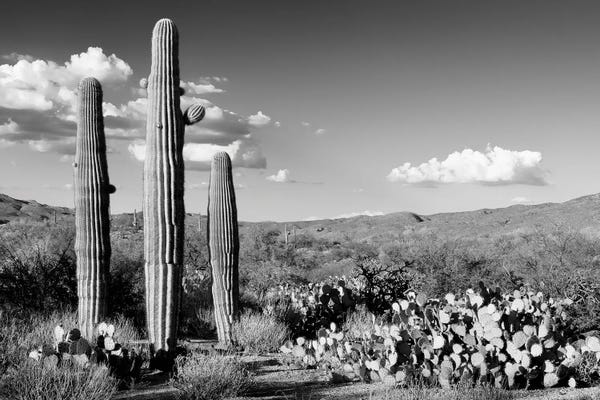 Saguaro National Park: Black Arizona Series - Three Saguaro Cactus by Philippe Hugonnard