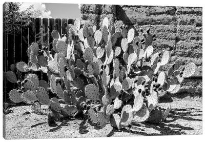 Black Arizona Series - Amazing Prickly Pear Cactus Canvas Art Print - All Black Collection
