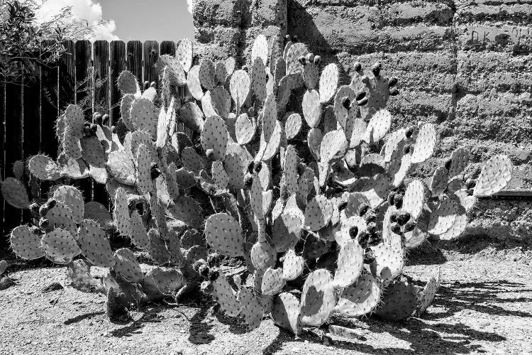 Black Arizona Series - Amazing Prickly Pear Cactus