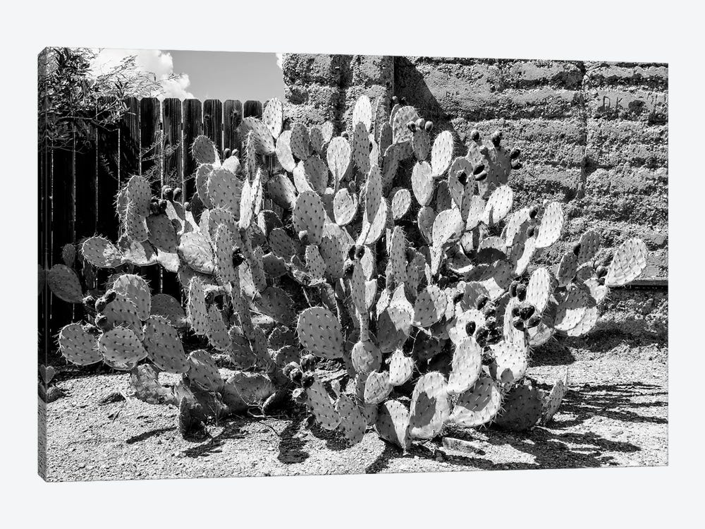 Black Arizona Series - Amazing Prickly Pear Cactus by Philippe Hugonnard 1-piece Canvas Wall Art