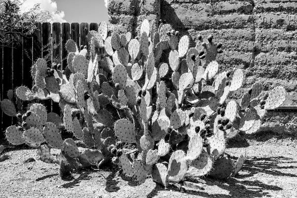 Amazing Prickly Pear Cactus