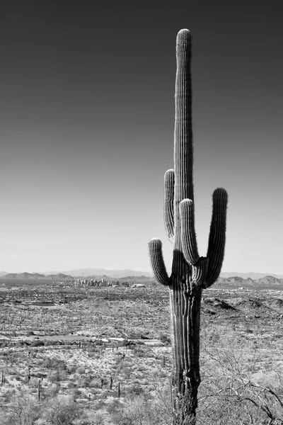 Black Arizona Series - One Cactus by Philippe Hugonnard multi panel art