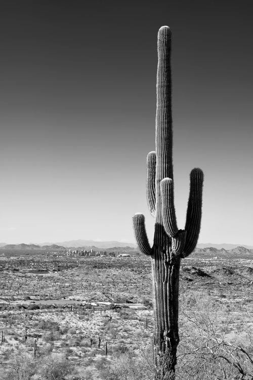 Black Arizona Series - One Cactus