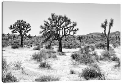 Black Arizona Series - Beautiful Joshua Trees Canvas Art Print - All Black Collection