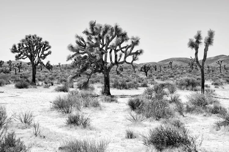 Black Arizona Series - Beautiful Joshua Trees