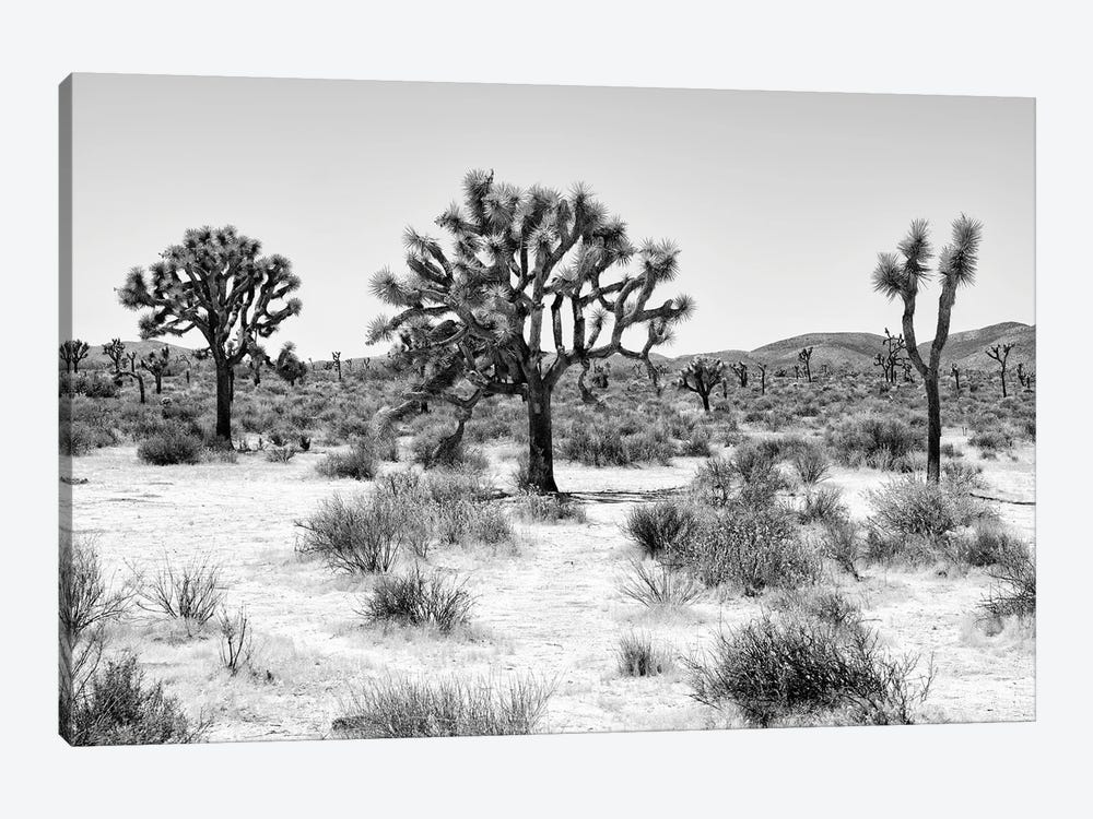 Black Arizona Series - Beautiful Joshua Trees by Philippe Hugonnard 1-piece Art Print