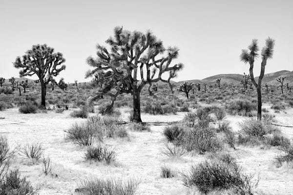 Arizona: Beautiful Joshua Trees by Philippe Hugonnard