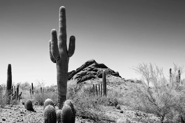 Cacti: Black Arizona Series - Lost In The Desert by Philippe Hugonnard
