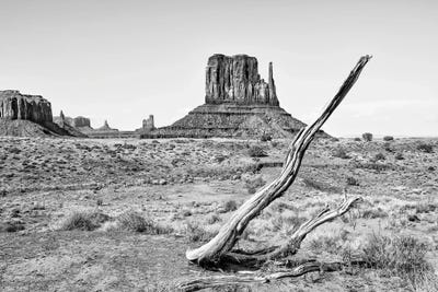 Black Arizona Series - Dry Tree by Philippe Hugonnard canvas print