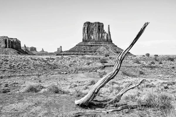 Black Arizona Series - Dry Tree