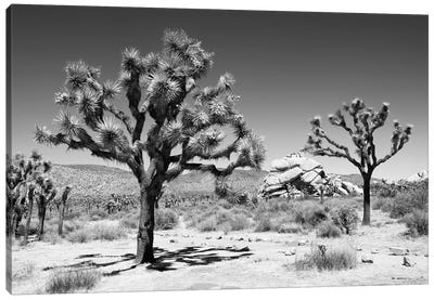 Black Arizona Series - Famous Joshua Trees Canvas Art Print - All Black Collection