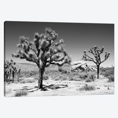 Black Arizona Series - Famous Joshua Trees Canvas Print #PHD1703} by Philippe Hugonnard Canvas Wall Art