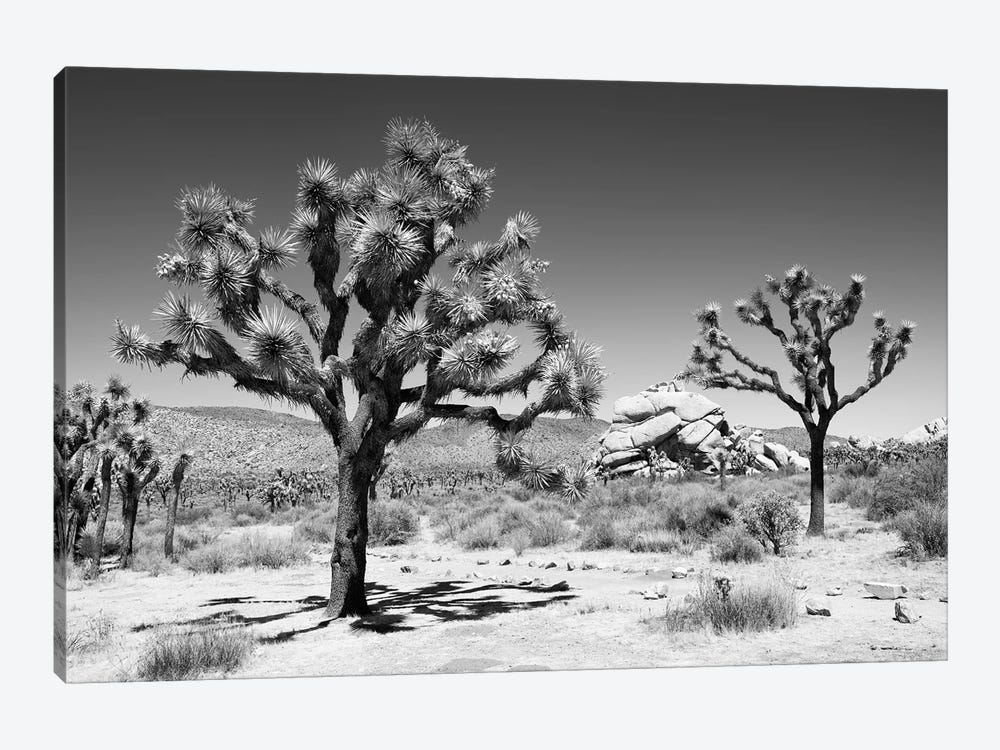 Black Arizona Series - Famous Joshua Trees by Philippe Hugonnard 1-piece Canvas Art