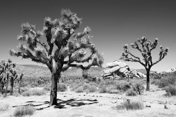 Arizona: Black Arizona Series - Famous Joshua Trees by Philippe Hugonnard