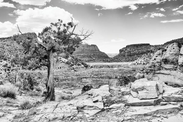 Black Arizona Series - Far In The Valley