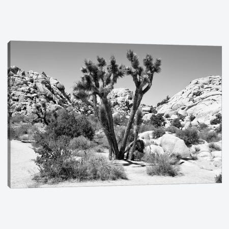Black Arizona Series - Joshua Tree II Canvas Print #PHD1711} by Philippe Hugonnard Art Print