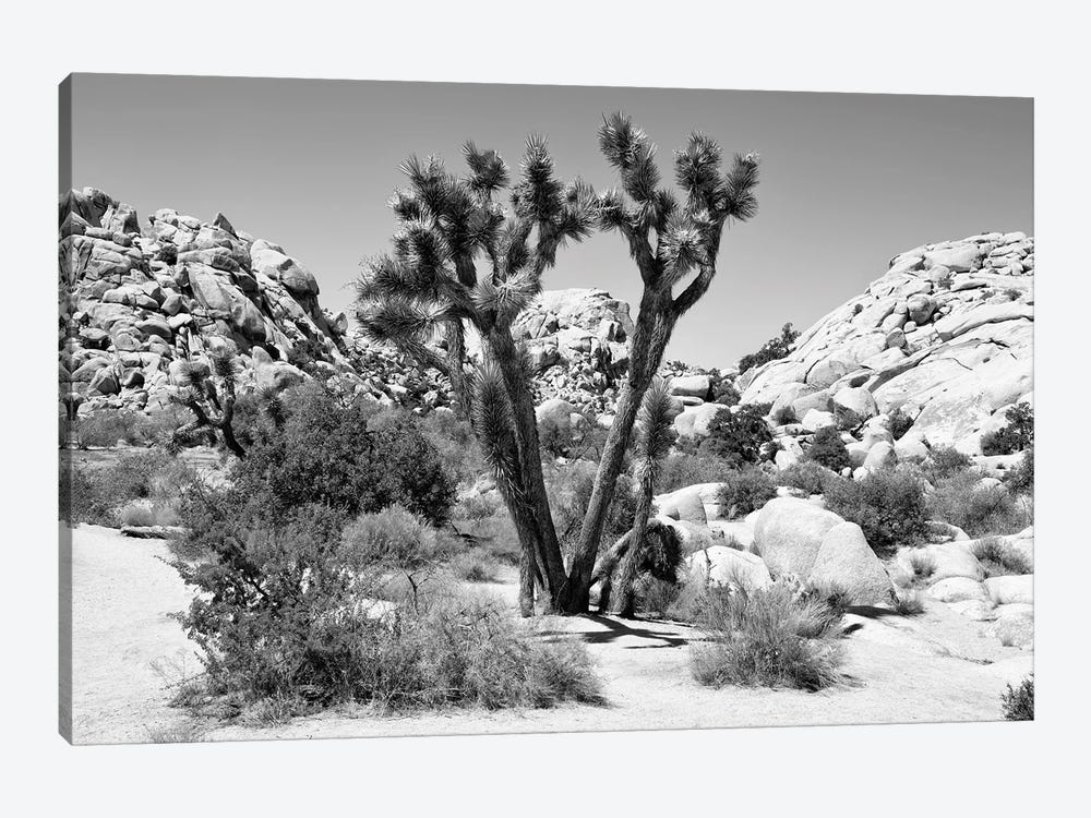 Black Arizona Series - Joshua Tree II by Philippe Hugonnard 1-piece Art Print
