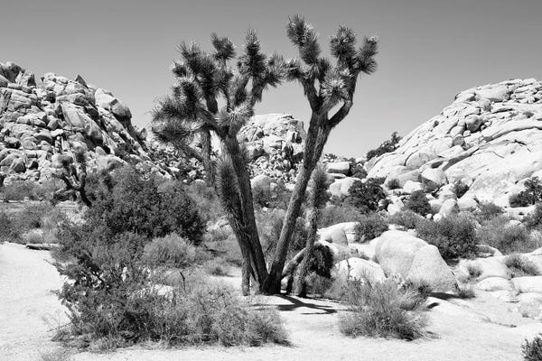 Arizona: Joshua Tree II by Philippe Hugonnard