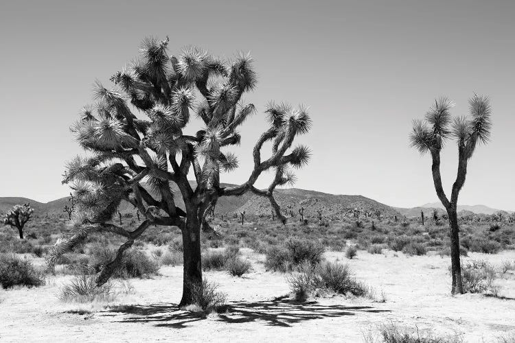 Black Arizona Series - Yucca Joshua Tree by Philippe Hugonnard wall art