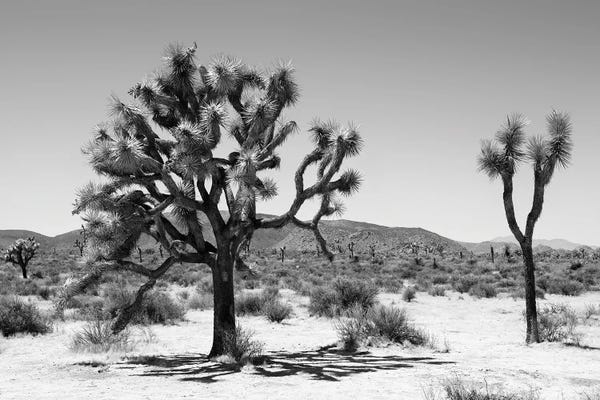 Arizona: Black Arizona Series - Yucca Joshua Tree by Philippe Hugonnard