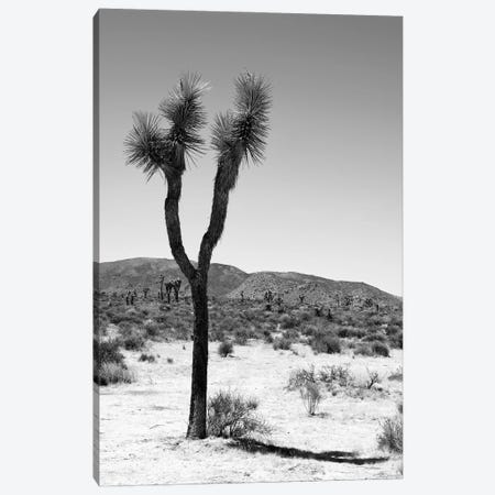Black Arizona Series - One Joshua Tree Canvas Print #PHD1721} by Philippe Hugonnard Canvas Art