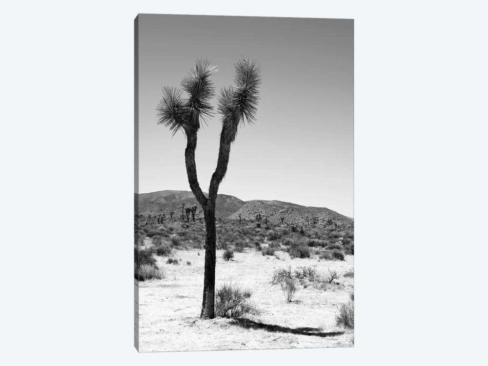 Black Arizona Series - One Joshua Tree by Philippe Hugonnard 1-piece Canvas Wall Art