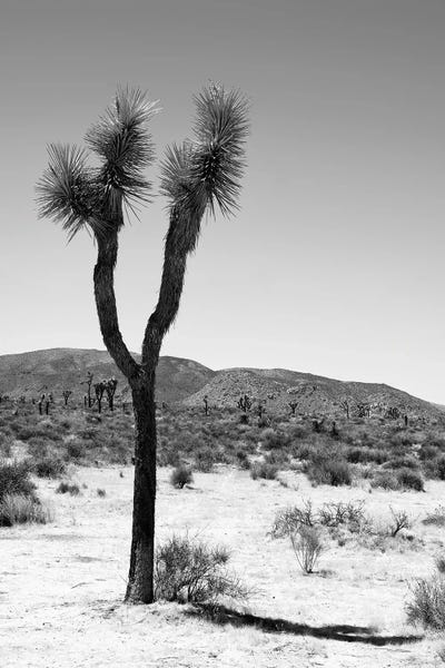 Arizona: Black Arizona Series - One Joshua Tree by Philippe Hugonnard