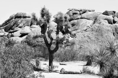 Joshua Tree by Philippe Hugonnard framed canvas print