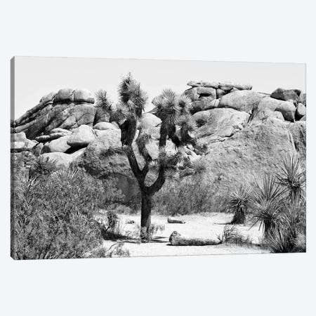 Black California Series - Joshua Tree Canvas Print #PHD1729} by Philippe Hugonnard Canvas Artwork