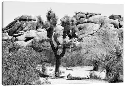 Black California Series - Joshua Tree Canvas Art Print - Joshua Tree National Park