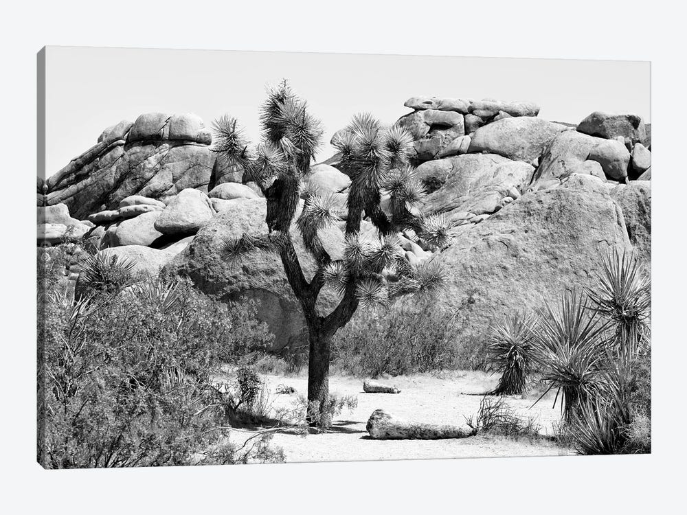 Black California Series - Joshua Tree by Philippe Hugonnard 1-piece Canvas Wall Art