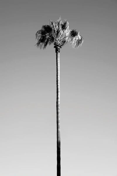 Palm Tree by Philippe Hugonnard canvas print