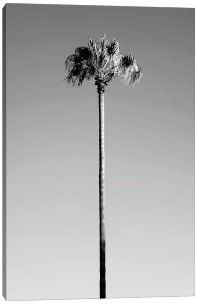 Black California Series - Palm Tree Canvas Art Print - All Black Collection