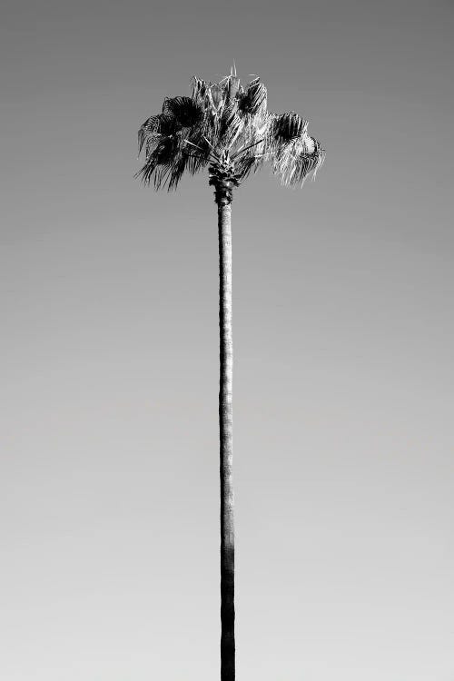 Black California Series - Palm Tree