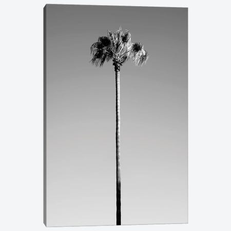 Black California Series - Palm Tree Canvas Print #PHD1732} by Philippe Hugonnard Art Print