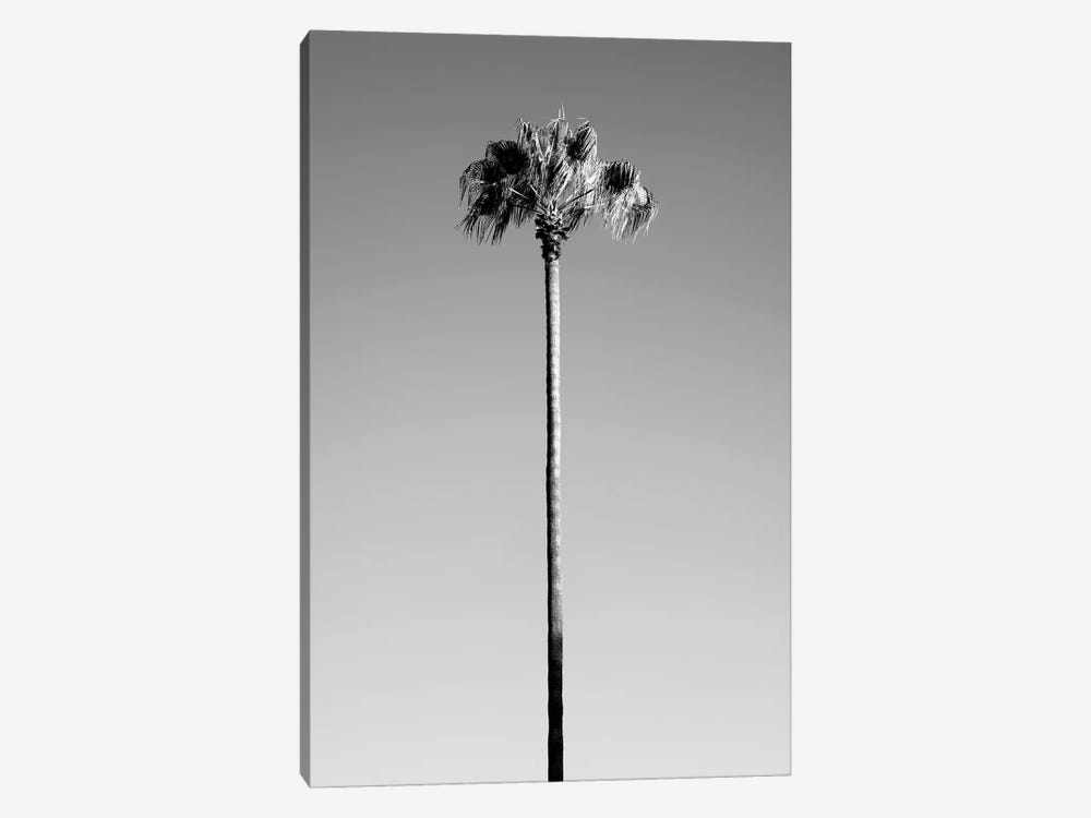 Black California Series - Palm Tree by Philippe Hugonnard 1-piece Canvas Art