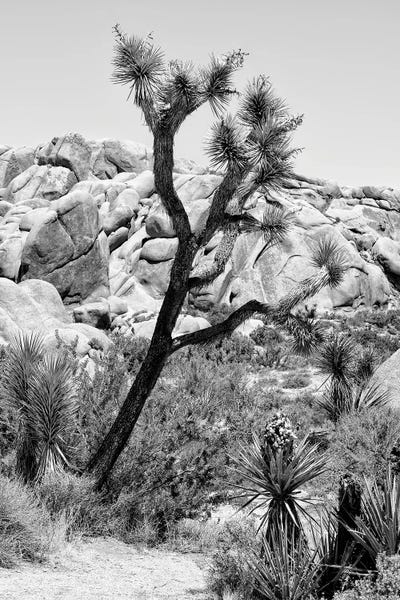 Joshua Tree National Park by Philippe Hugonnard framed canvas print