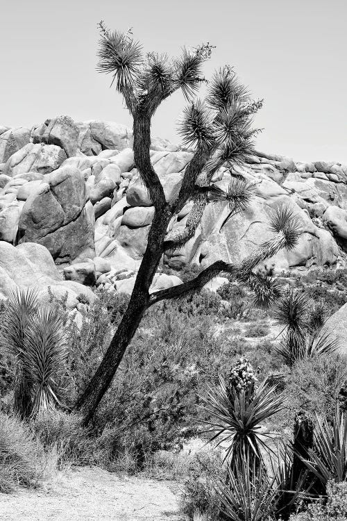 Black California Series - Joshua Tree National Park