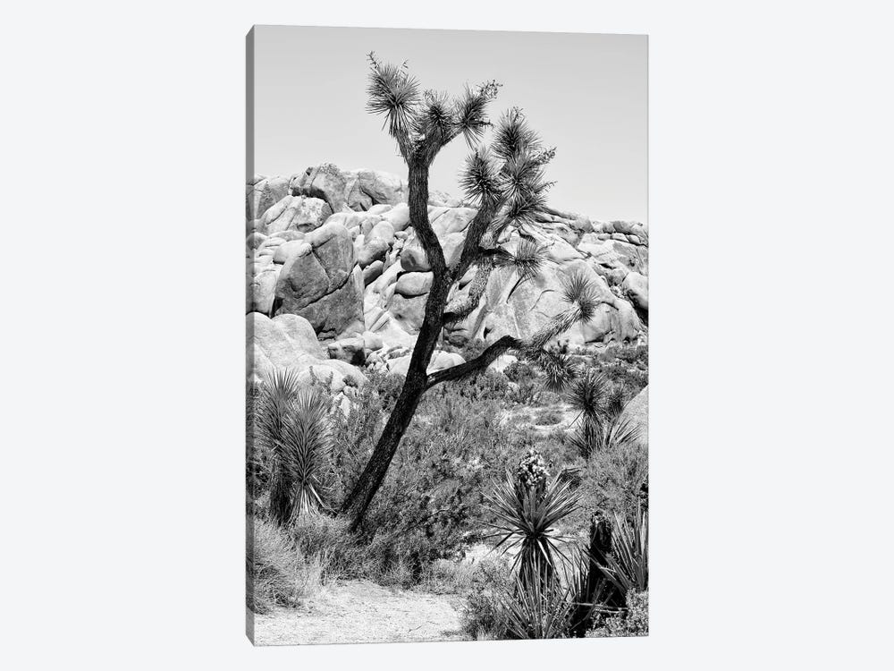Black California Series - Joshua Tree National Park by Philippe Hugonnard 1-piece Canvas Art Print