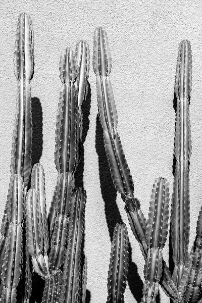 Cactus by Philippe Hugonnard canvas print