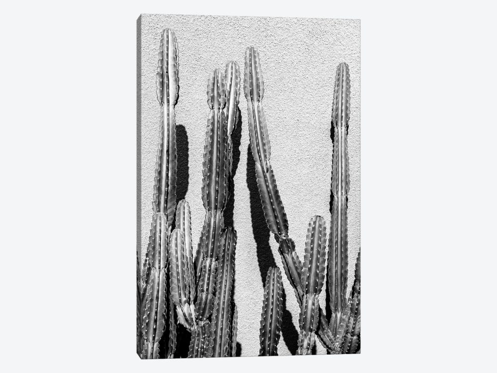 Black California Series - Cactus by Philippe Hugonnard 1-piece Canvas Art