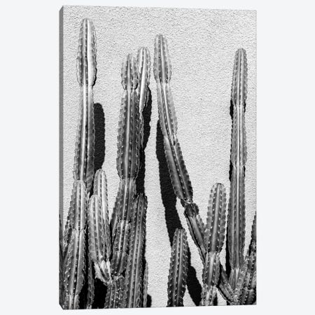 Black California Series - Cactus Canvas Print #PHD1736} by Philippe Hugonnard Canvas Art
