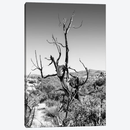 Black California Series - Dry Tree Canvas Print #PHD1744} by Philippe Hugonnard Canvas Print